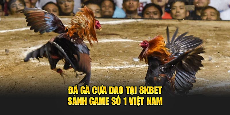 Đá Gà Cựa Dao Tại 8kbet - Sảnh Nhà Cái Số 1 Việt Nam 1 đá gà cựa dao
